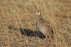 Lesser Prairie-Chicken